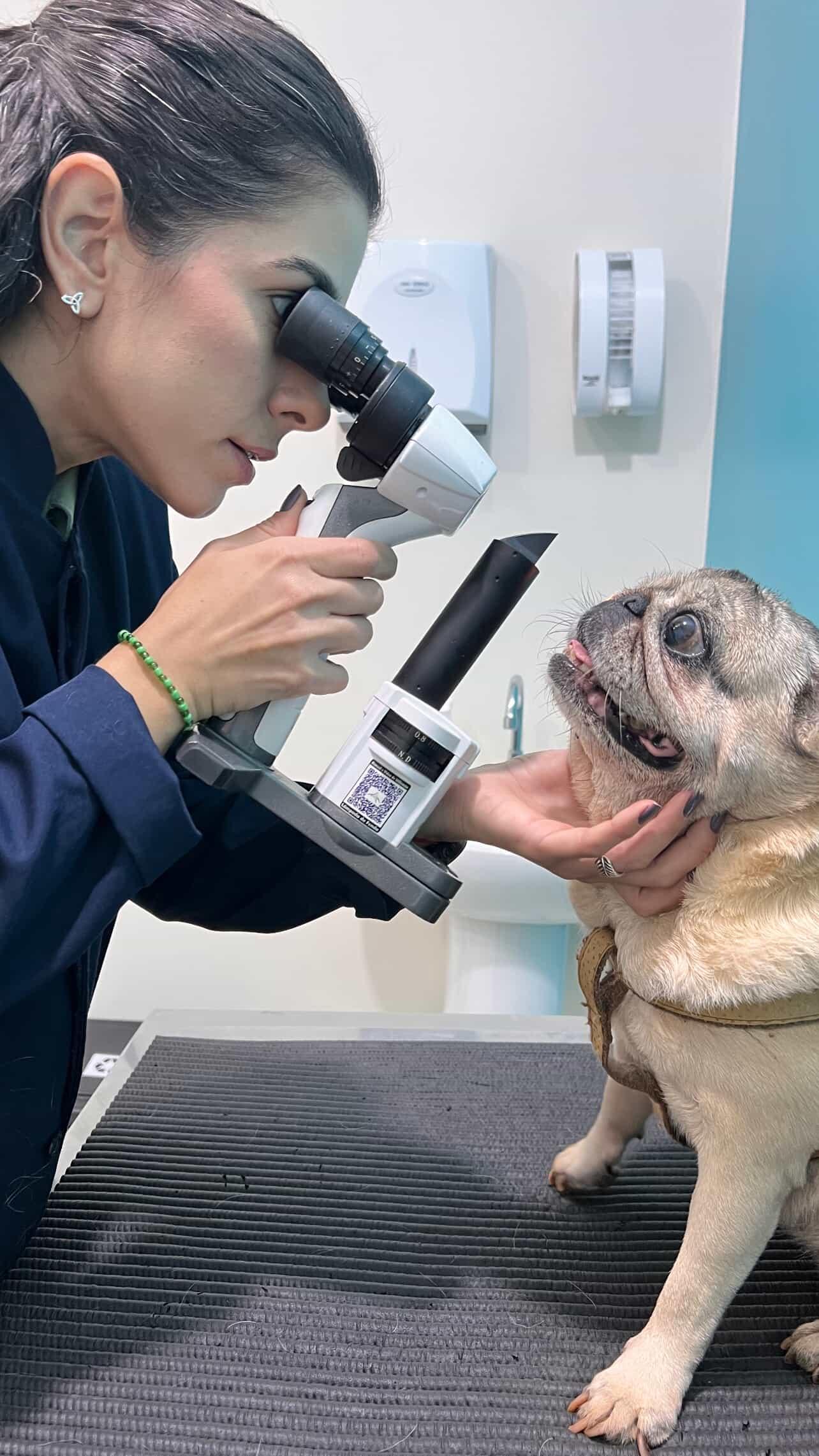 Jéssica Gomes - Oftalmologia Veterinária